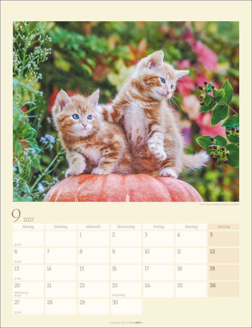 Beispielinhalt (Bild) Katzen auf dem Lande Kalender 2027