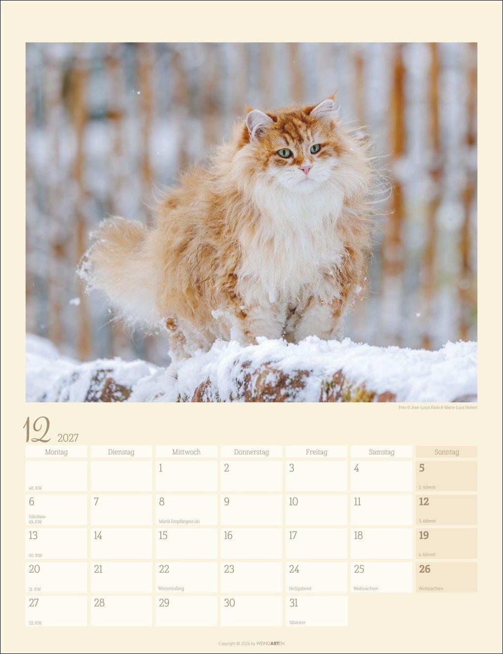 Beispielinhalt (Bild) Katzen auf dem Lande Kalender 2027