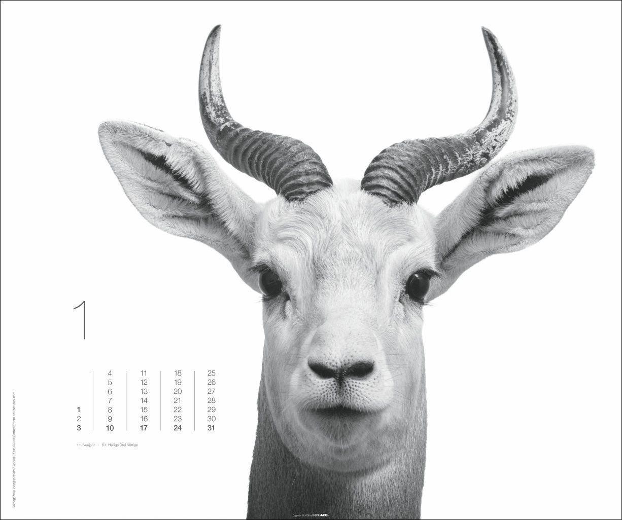 Beispielinhalt (Bild) Black & White Animals 2027