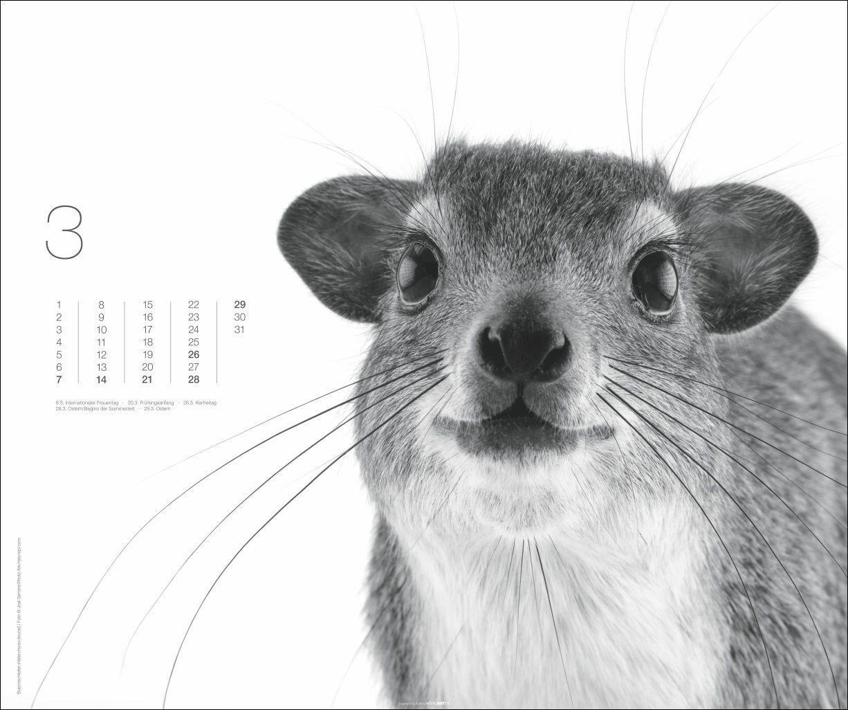 Beispielinhalt (Bild) Black & White Animals 2027