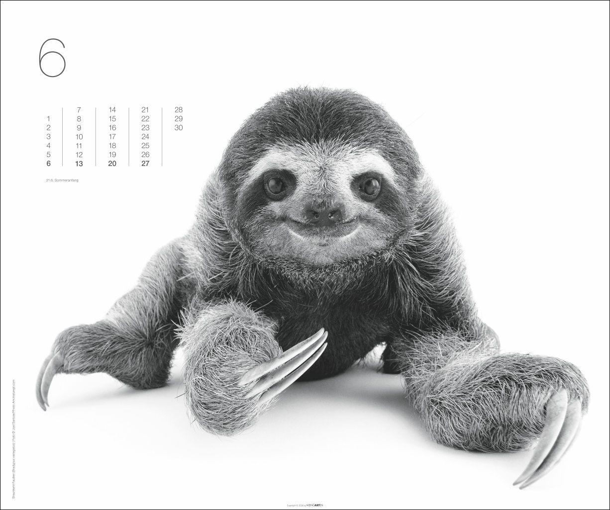 Beispielinhalt (Bild) Black & White Animals 2027