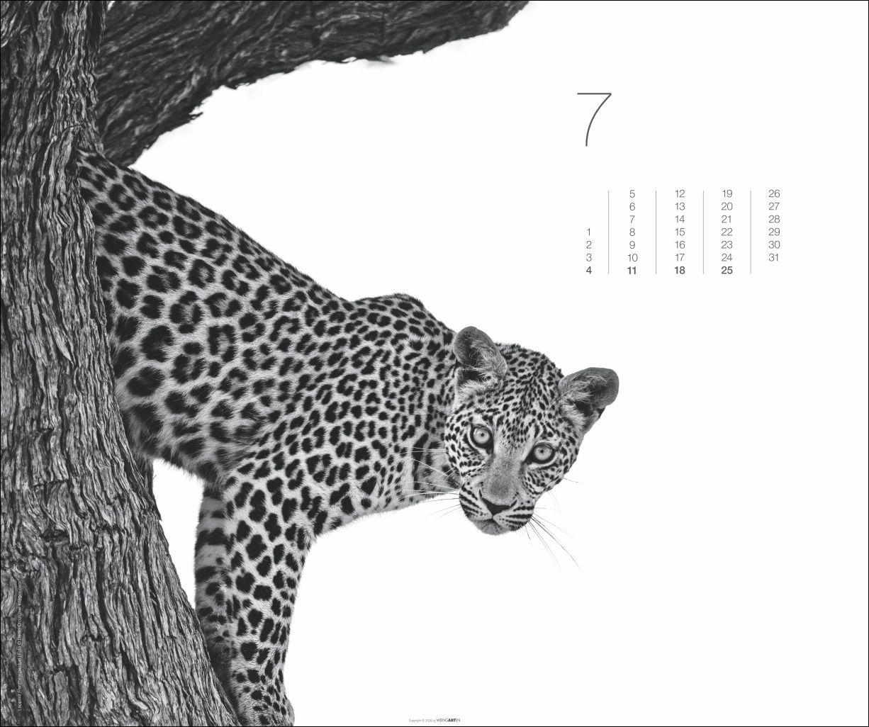 Beispielinhalt (Bild) Black & White Animals 2027