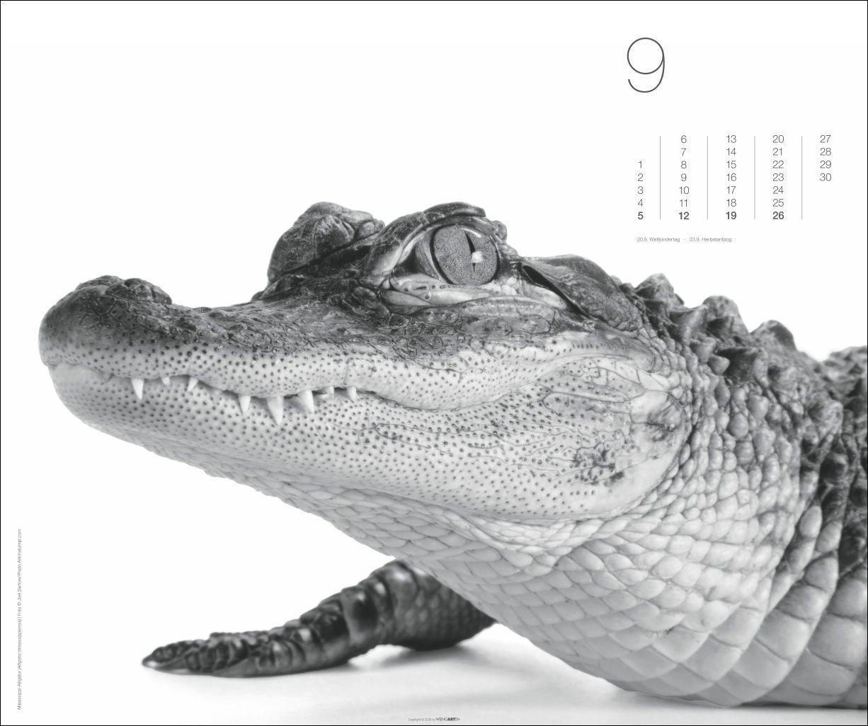 Beispielinhalt (Bild) Black & White Animals 2027