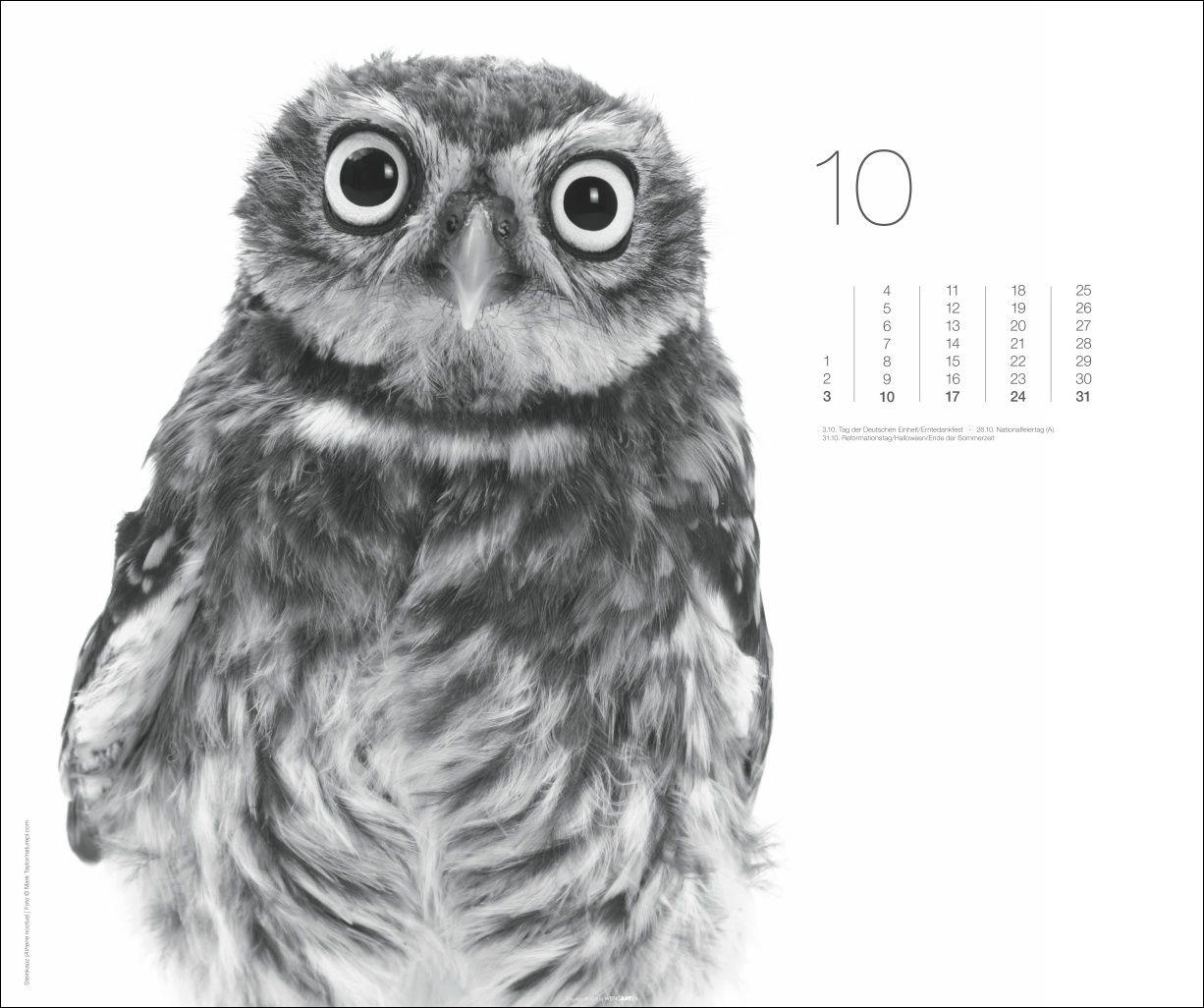 Beispielinhalt (Bild) Black & White Animals 2027