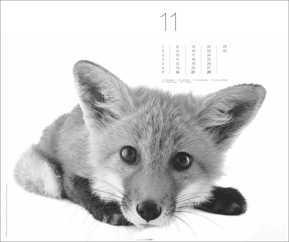 Beispielinhalt (Bild) Black & White Animals 2027