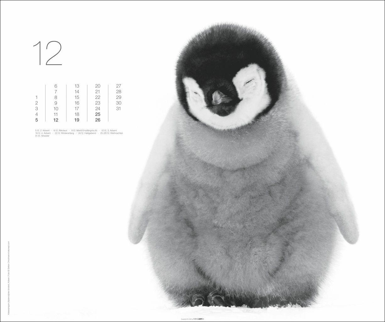 Beispielinhalt (Bild) Black & White Animals 2027