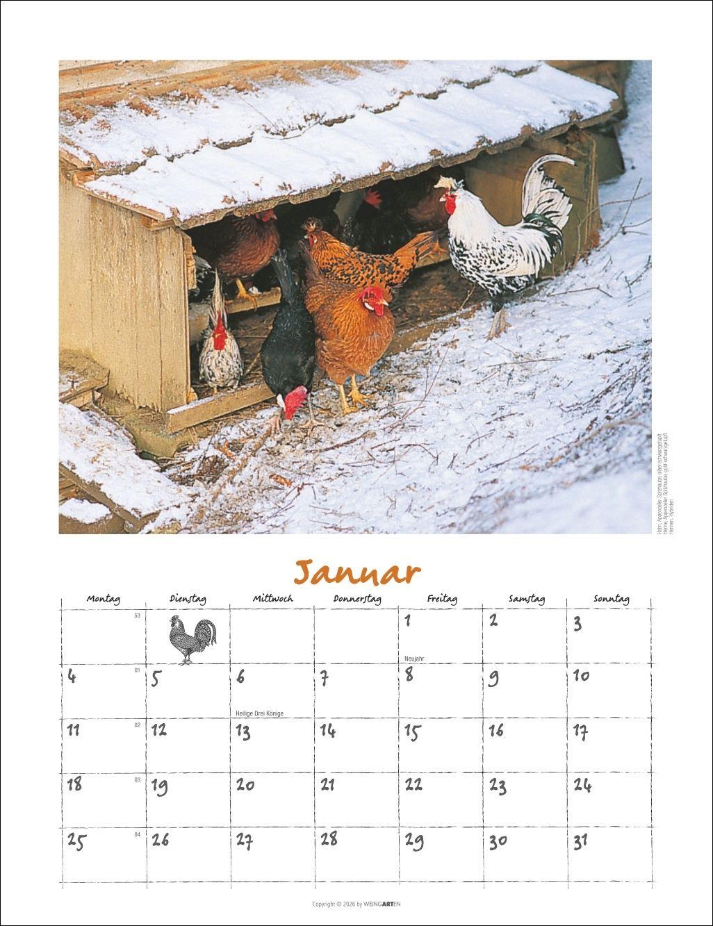 Beispielinhalt (Bild) Der Hühnerkalender 2027