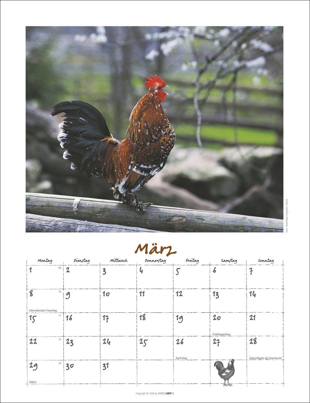 Beispielinhalt (Bild) Der Hühnerkalender 2027