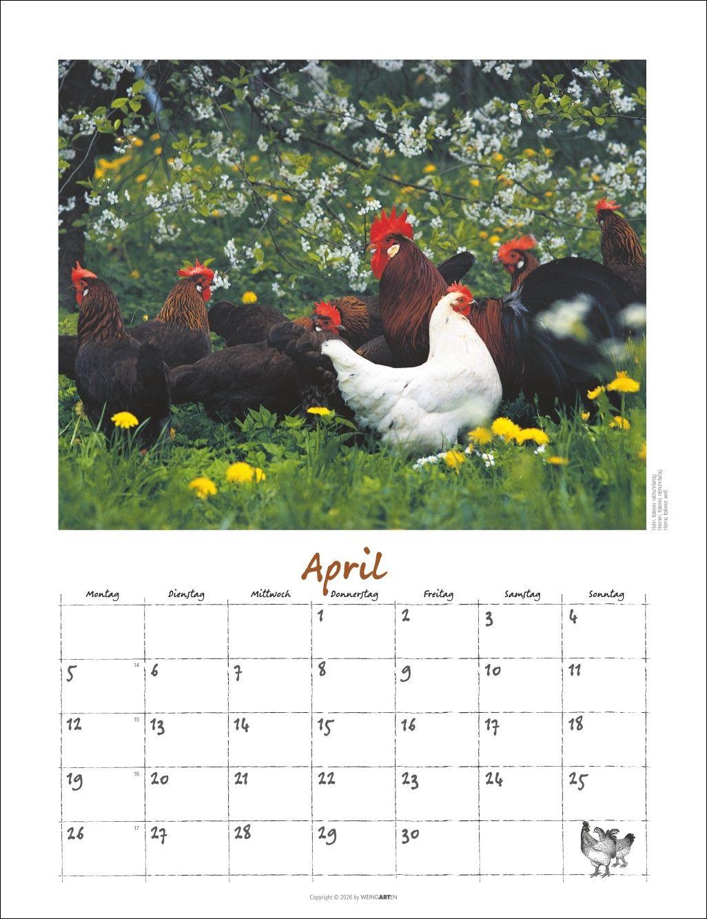 Beispielinhalt (Bild) Der Hühnerkalender 2027