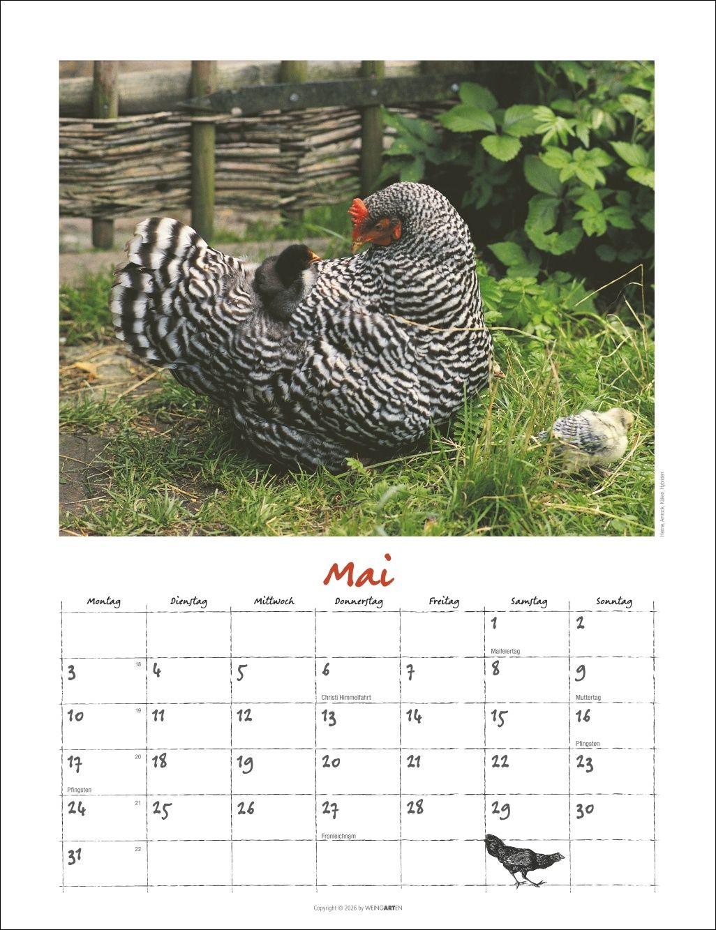 Beispielinhalt (Bild) Der Hühnerkalender 2027