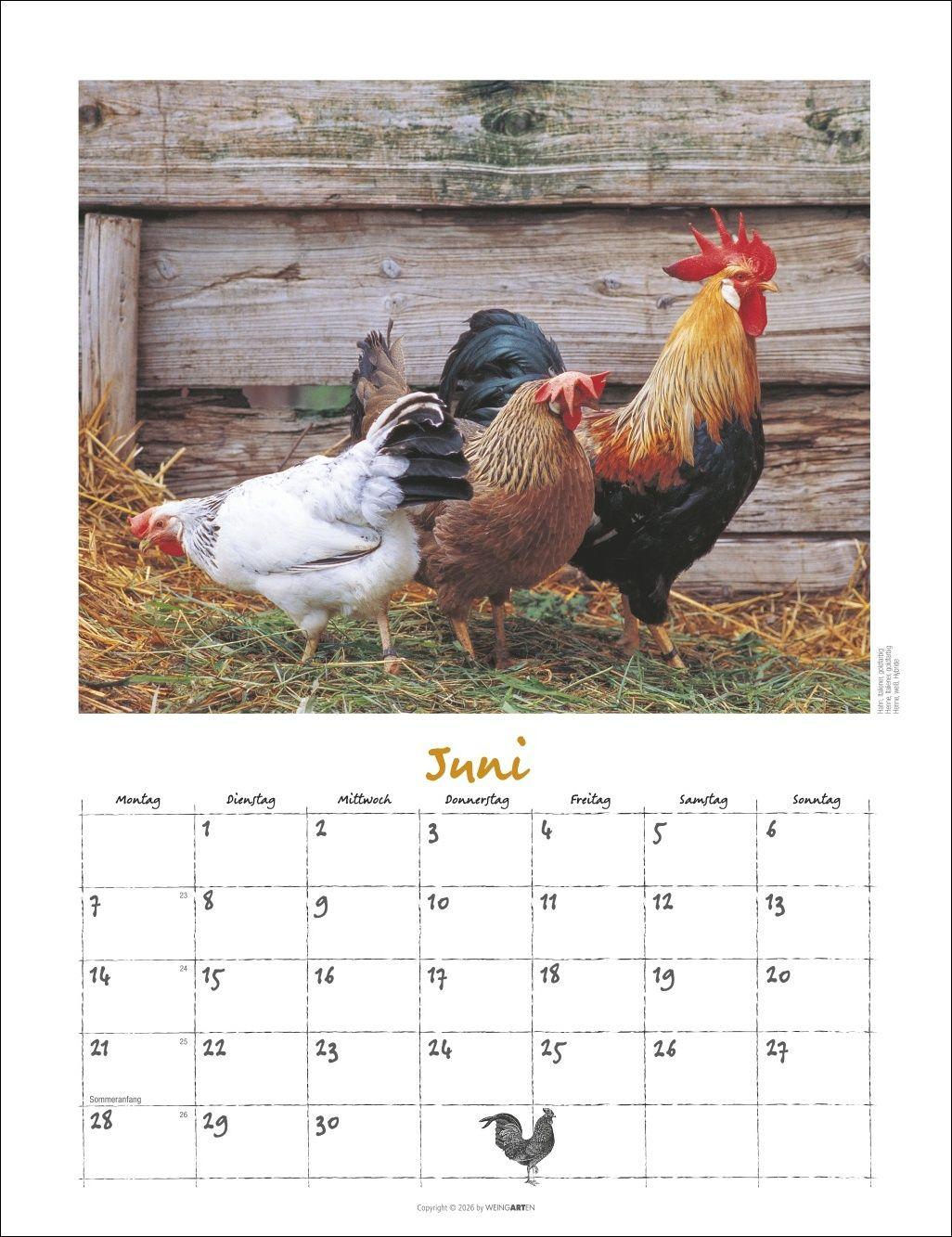 Beispielinhalt (Bild) Der Hühnerkalender 2027