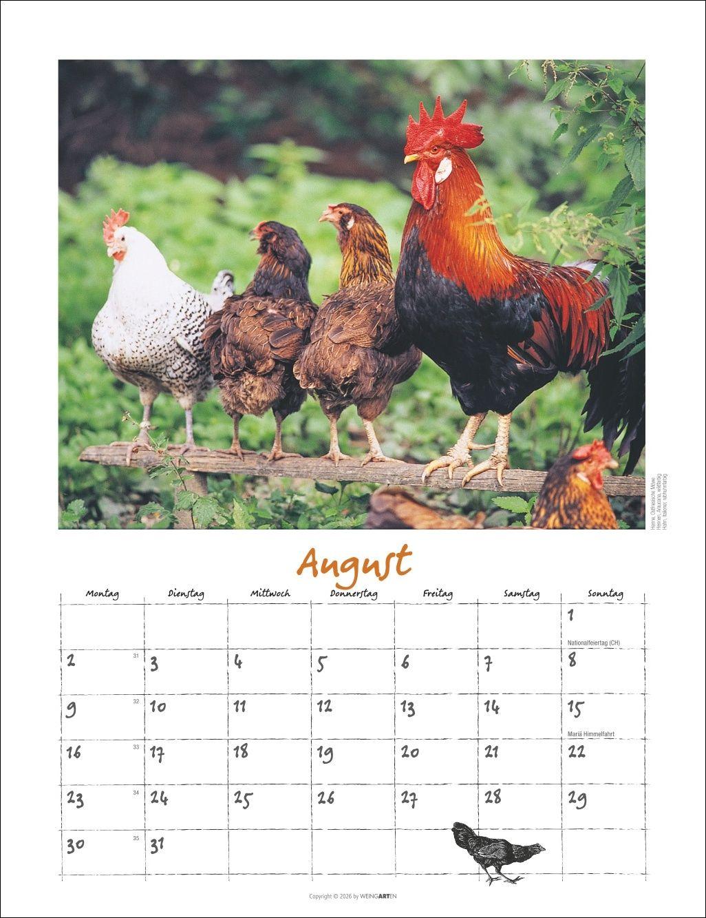 Beispielinhalt (Bild) Der Hühnerkalender 2027