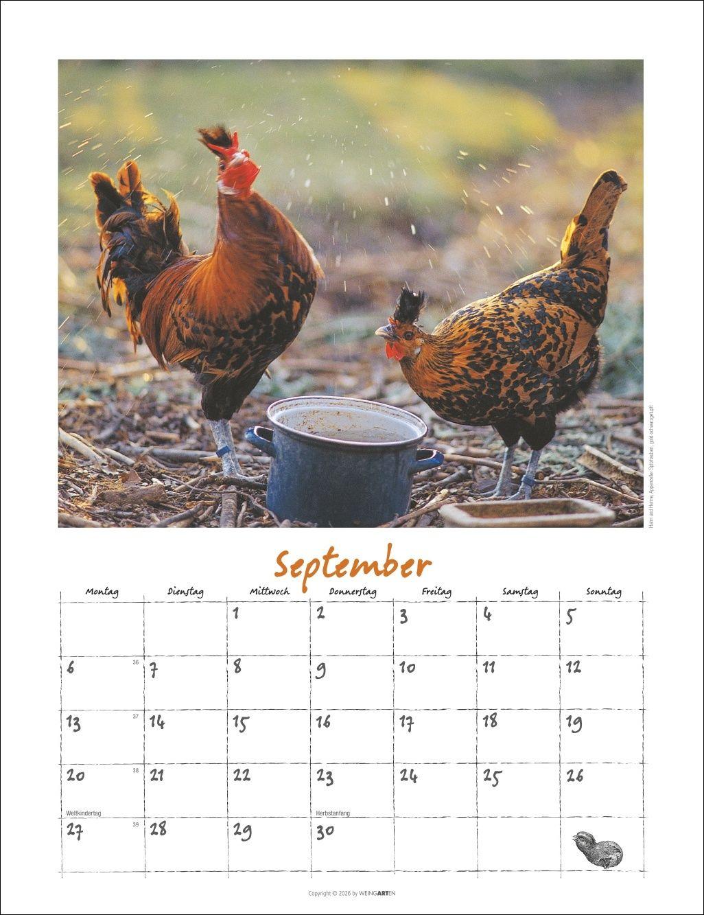 Beispielinhalt (Bild) Der Hühnerkalender 2027