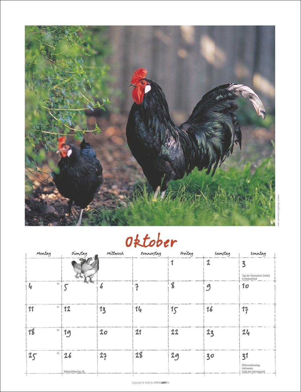 Beispielinhalt (Bild) Der Hühnerkalender 2027