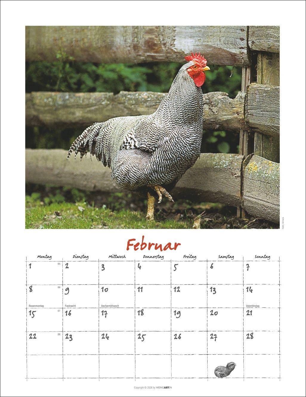 Beispielinhalt (Bild) Der Hühnerkalender 2027