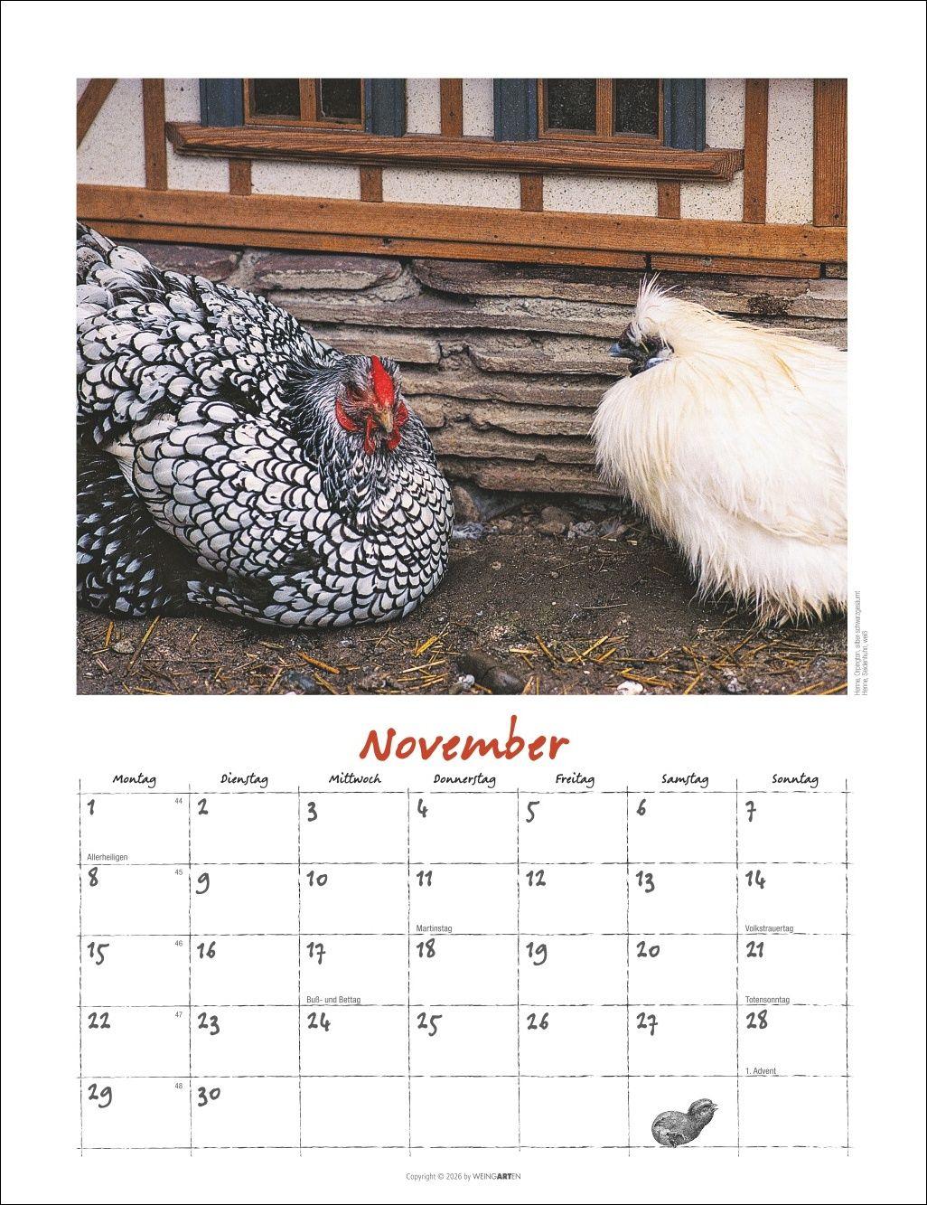 Beispielinhalt (Bild) Der Hühnerkalender 2027