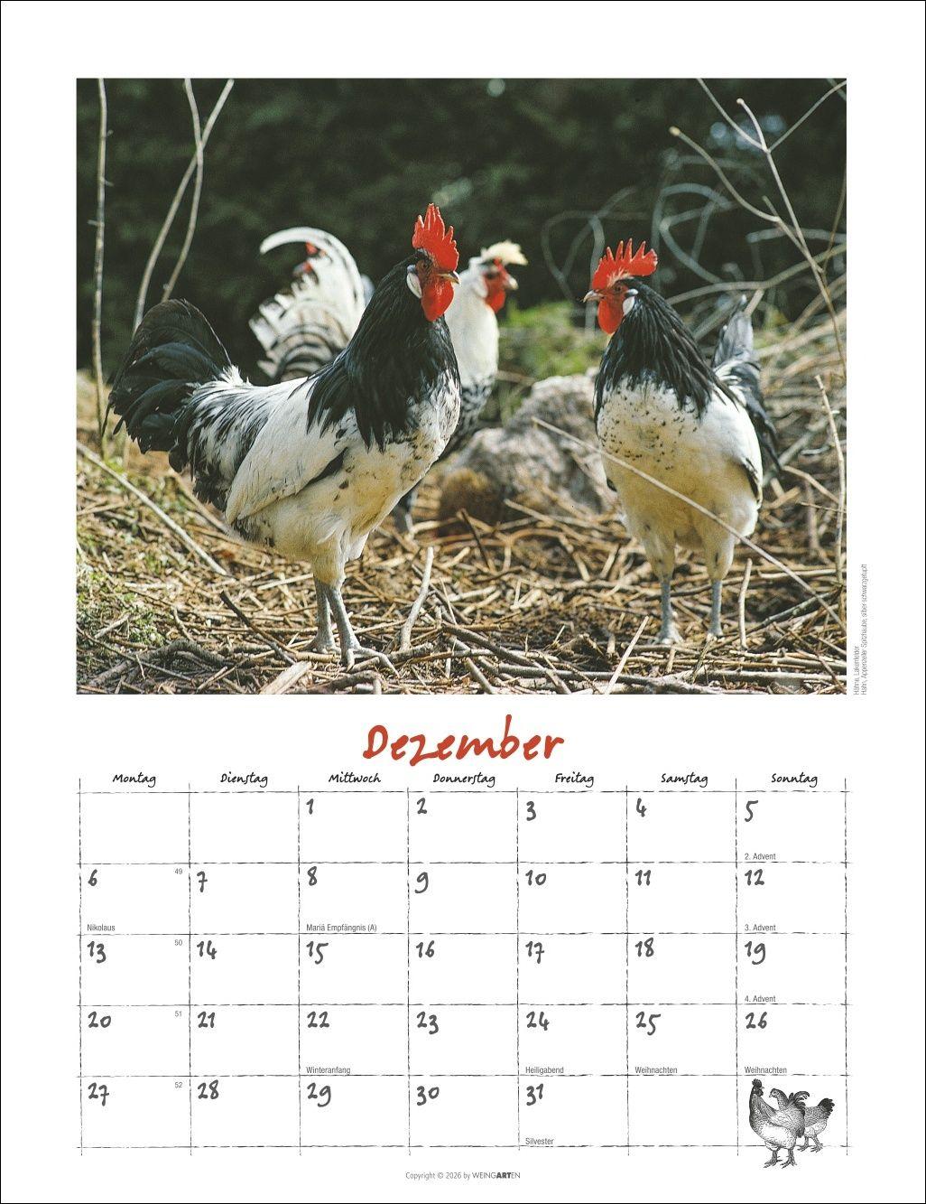 Beispielinhalt (Bild) Der Hühnerkalender 2027