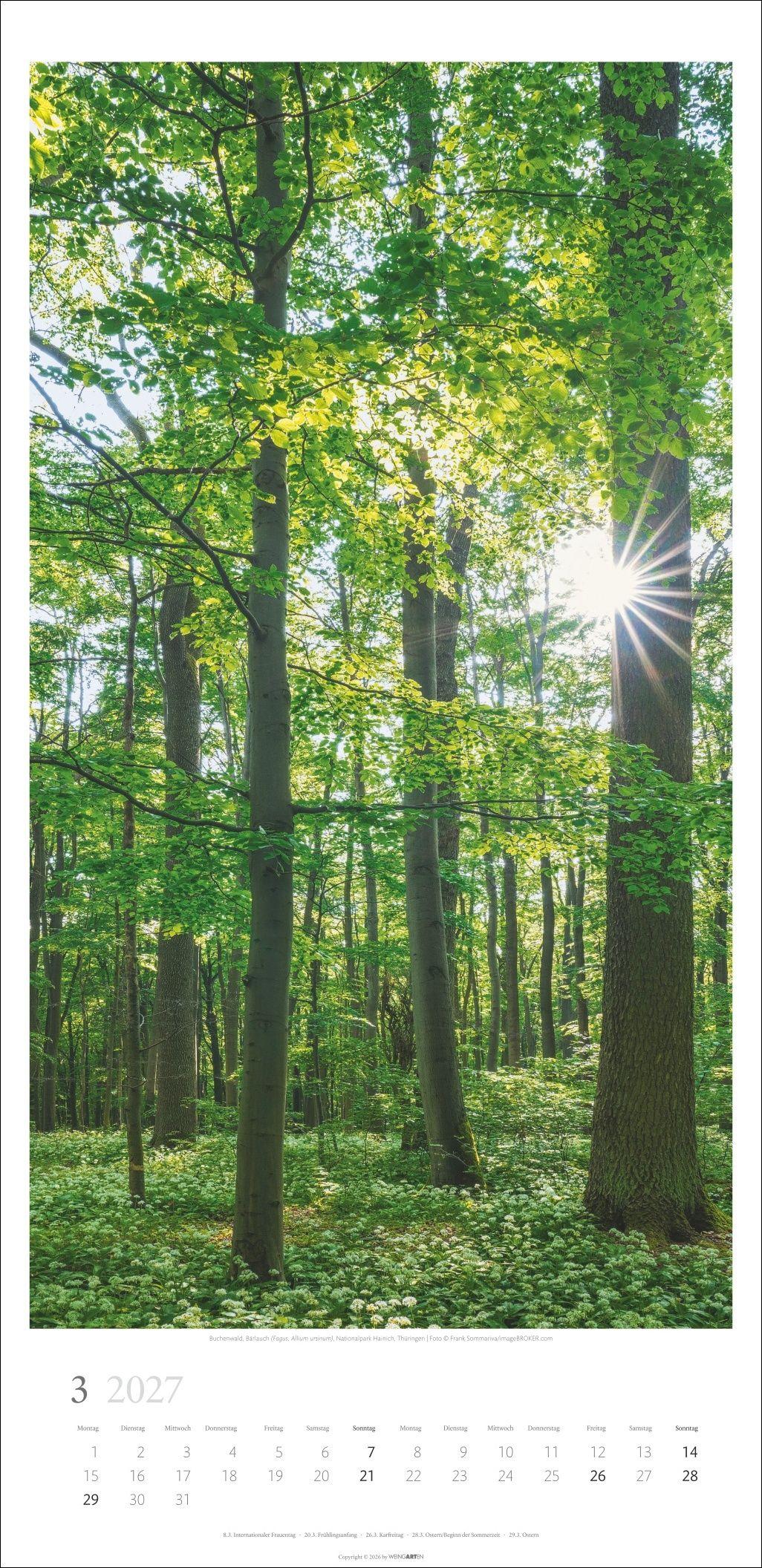 Beispielinhalt (Bild) Im Wald Kalender 2027