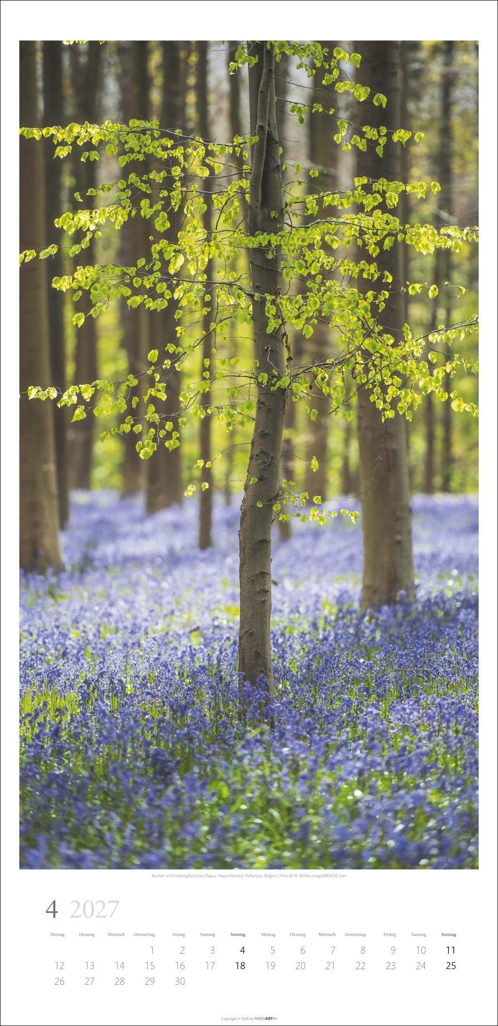 Beispielinhalt (Bild) Im Wald Kalender 2027
