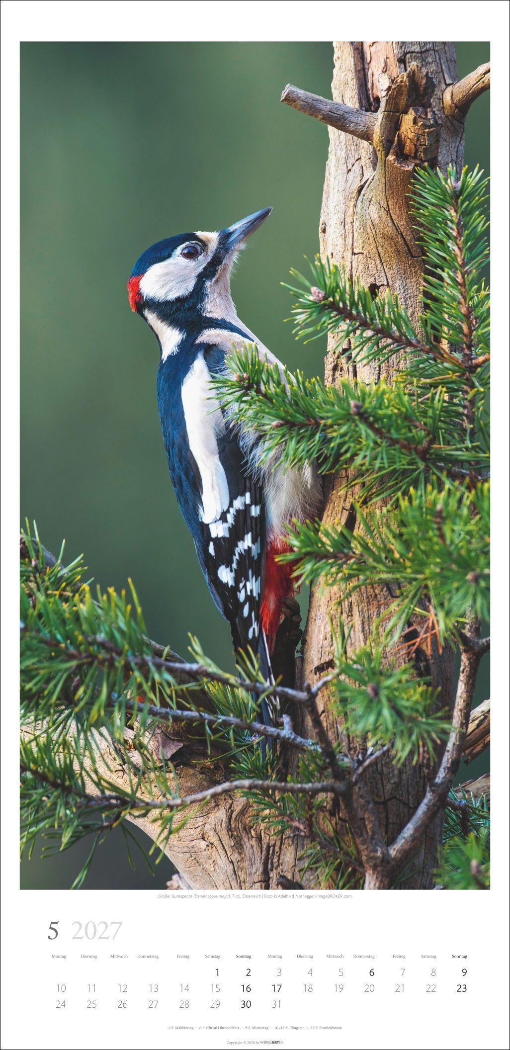 Beispielinhalt (Bild) Im Wald Kalender 2027