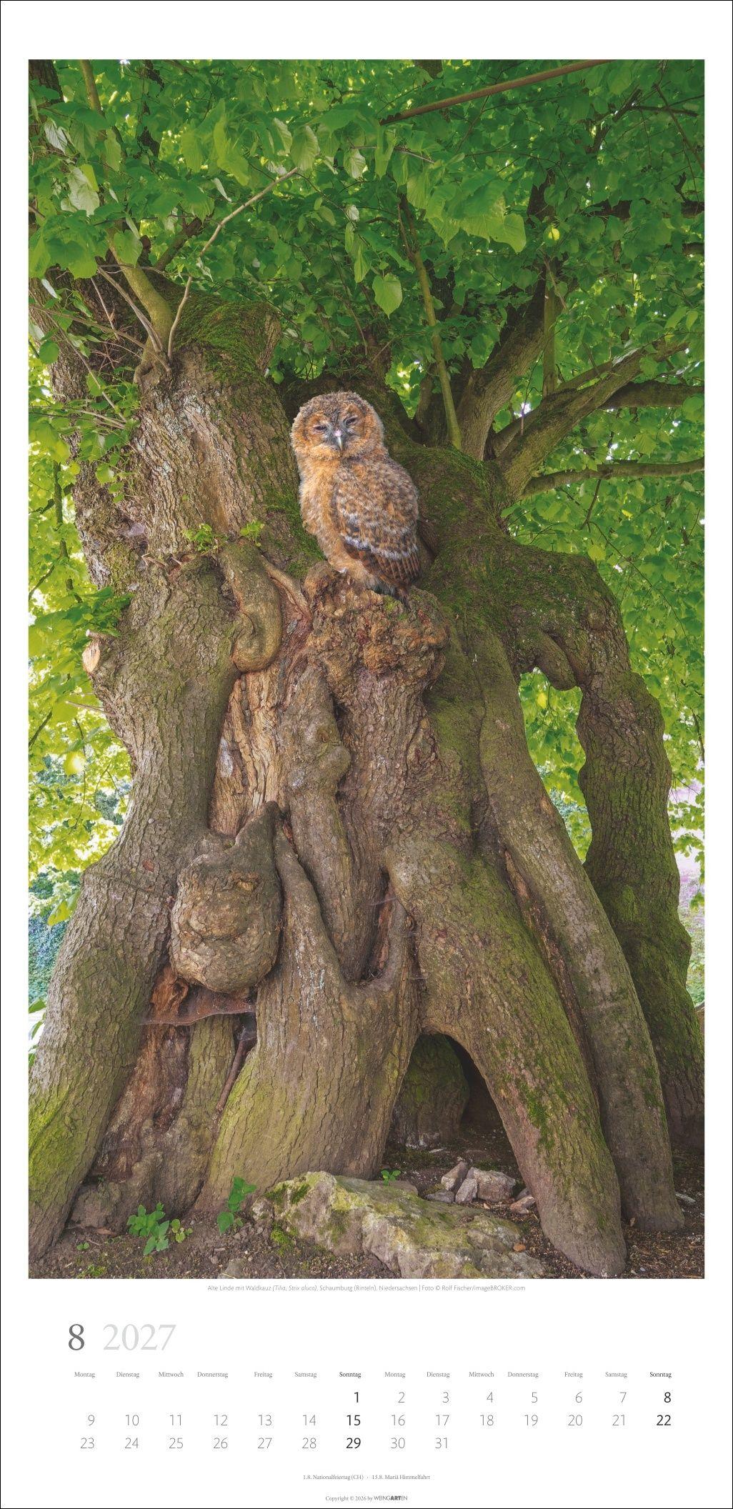 Beispielinhalt (Bild) Im Wald Kalender 2027