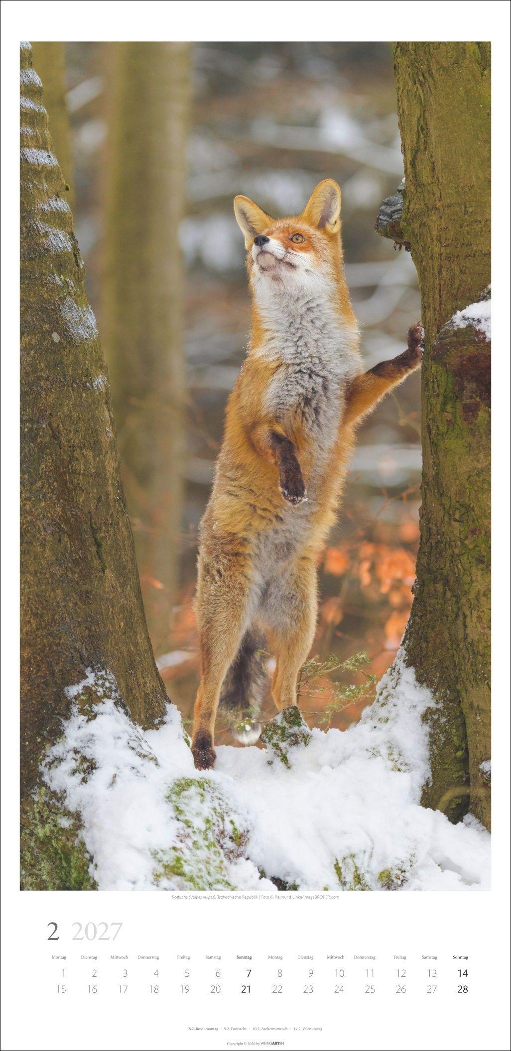 Beispielinhalt (Bild) Im Wald Kalender 2027