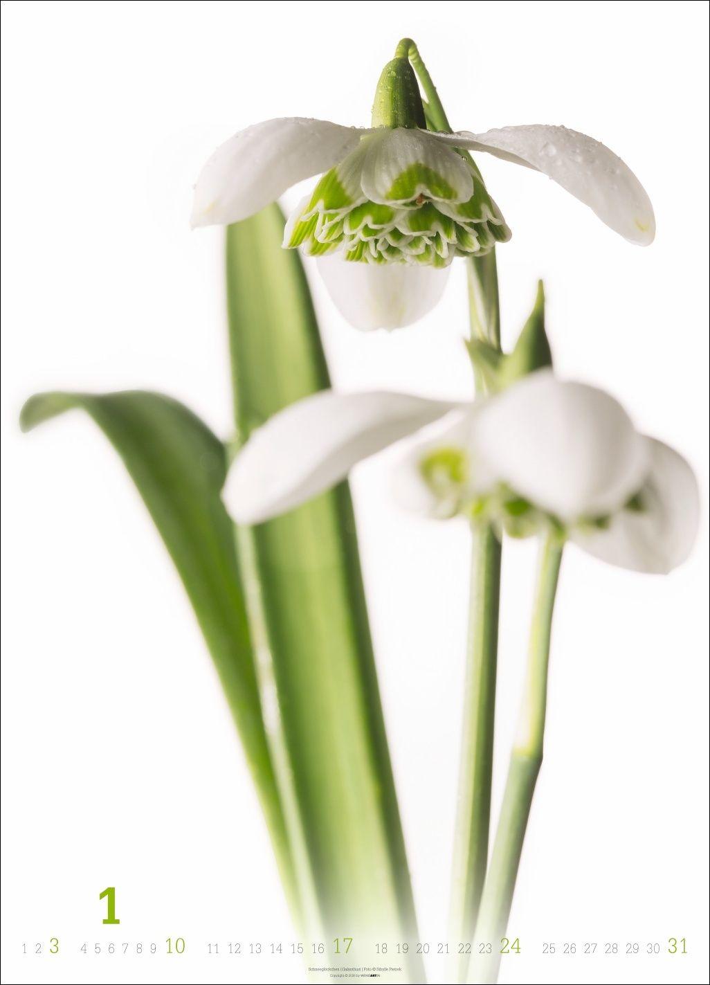 Beispielinhalt (Bild) Blütenbilder Kalender 2027