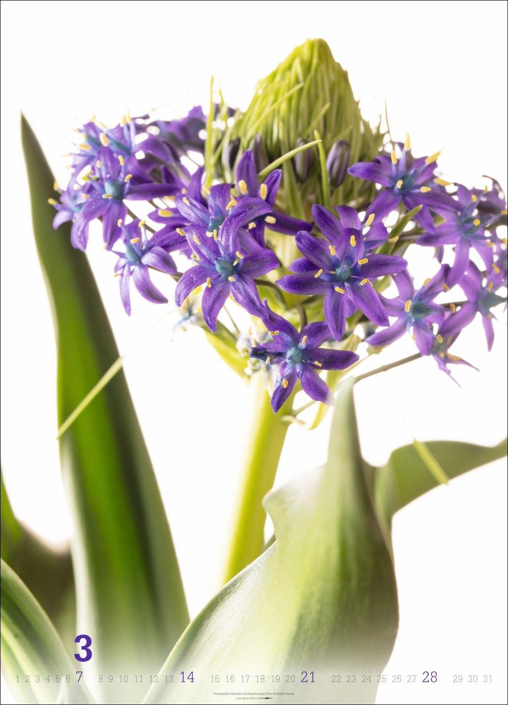 Beispielinhalt (Bild) Blütenbilder Kalender 2027