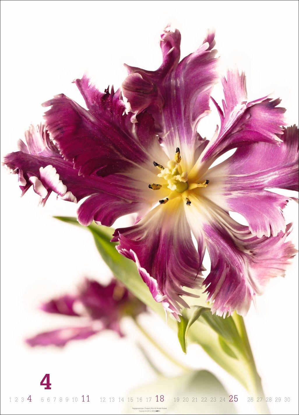 Beispielinhalt (Bild) Blütenbilder Kalender 2027