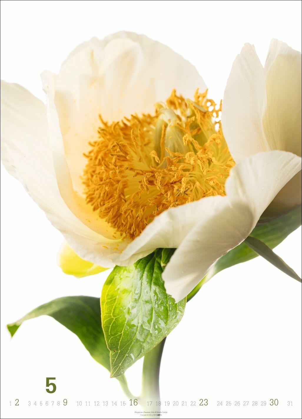 Beispielinhalt (Bild) Blütenbilder Kalender 2027