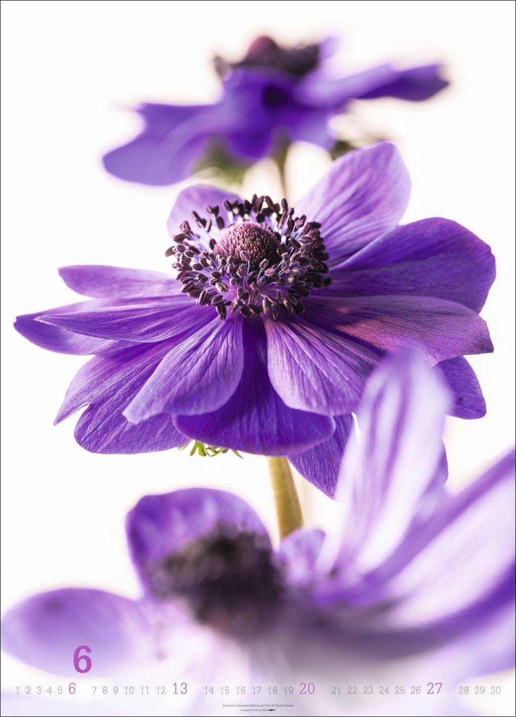 Beispielinhalt (Bild) Blütenbilder Kalender 2027