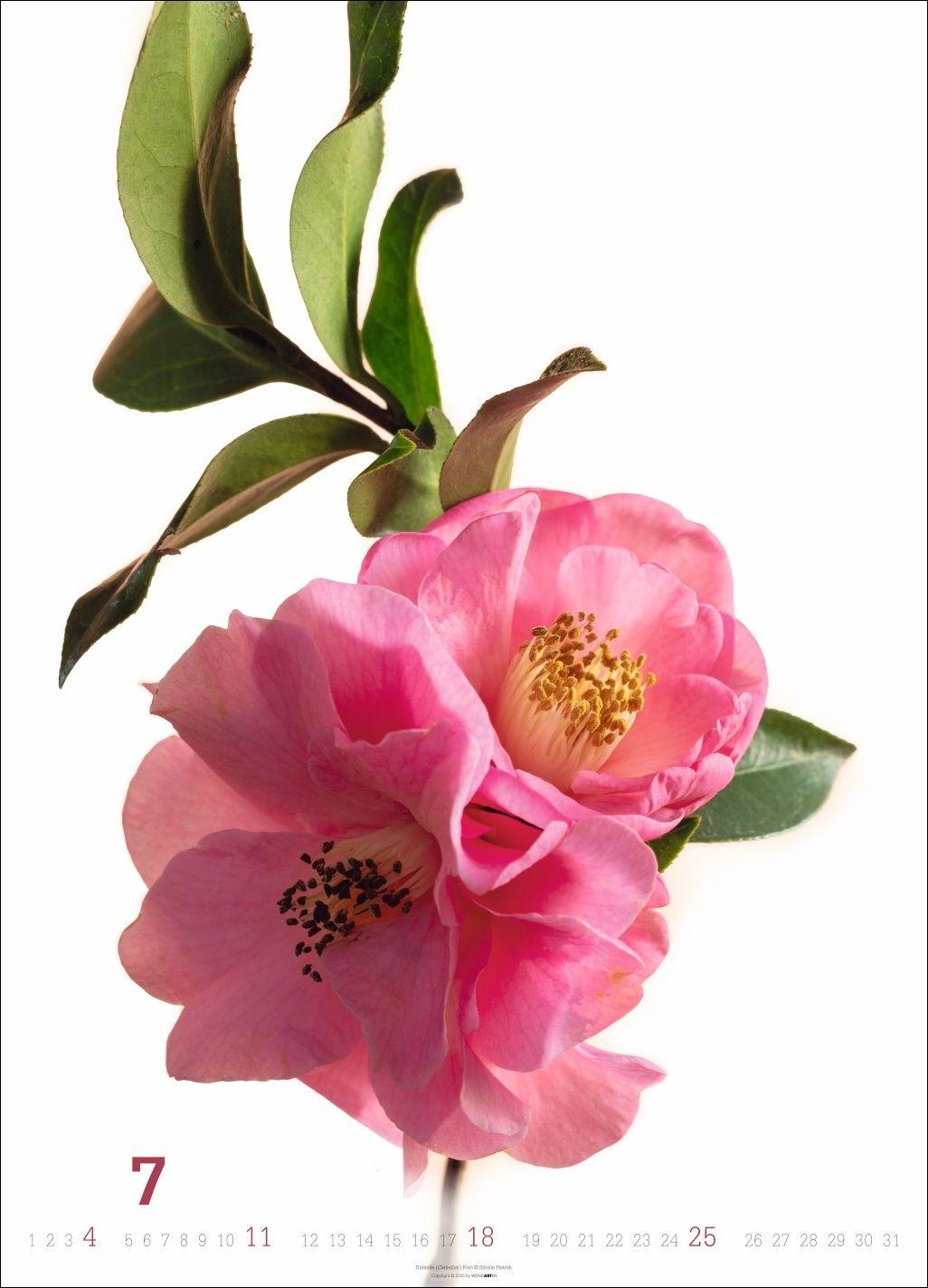 Beispielinhalt (Bild) Blütenbilder Kalender 2027