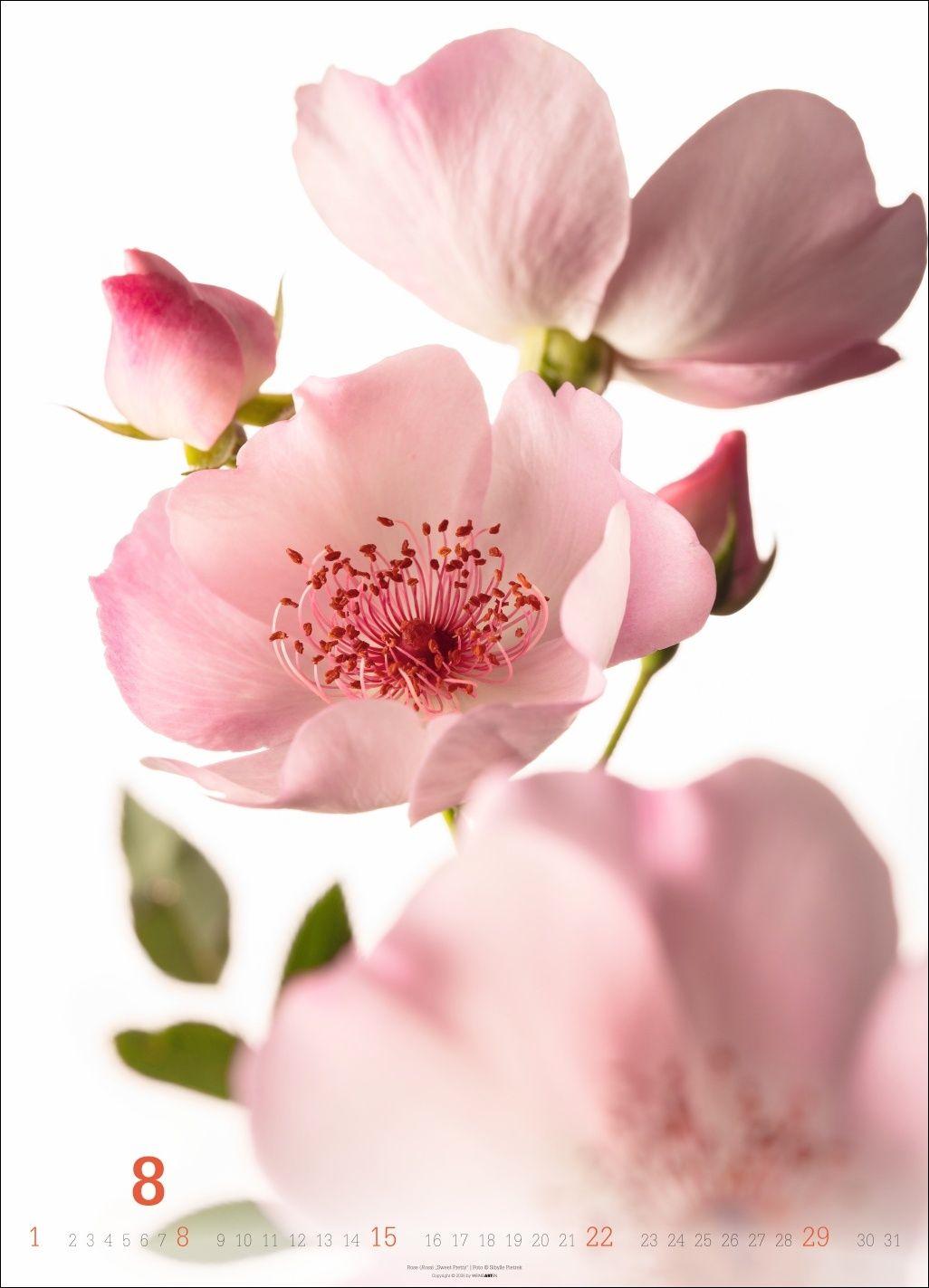 Beispielinhalt (Bild) Blütenbilder Kalender 2027