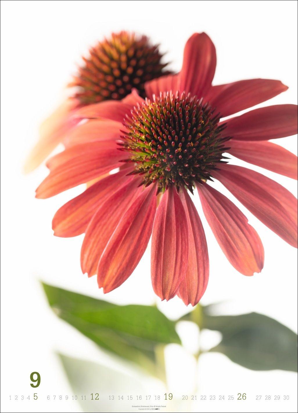 Beispielinhalt (Bild) Blütenbilder Kalender 2027