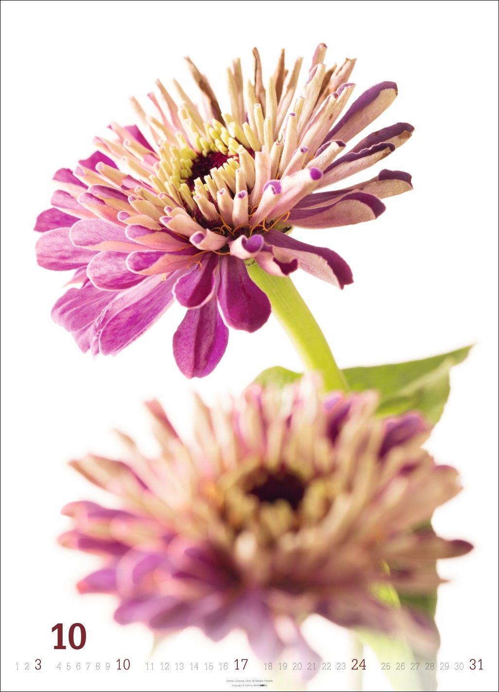 Beispielinhalt (Bild) Blütenbilder Kalender 2027
