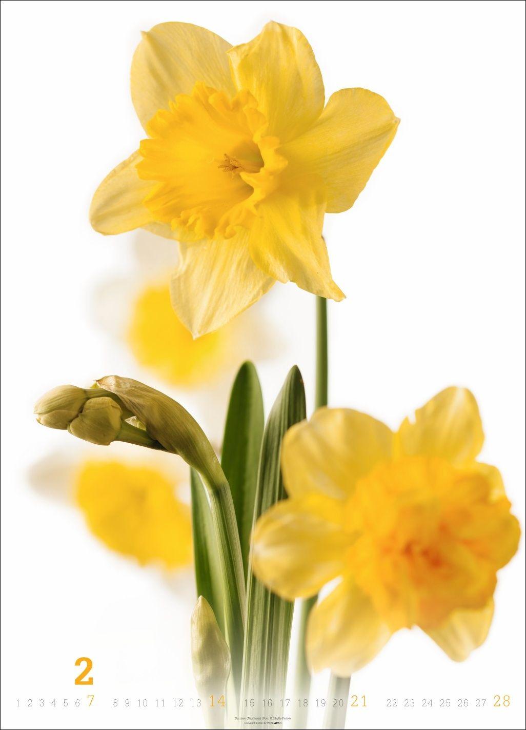 Beispielinhalt (Bild) Blütenbilder Kalender 2027