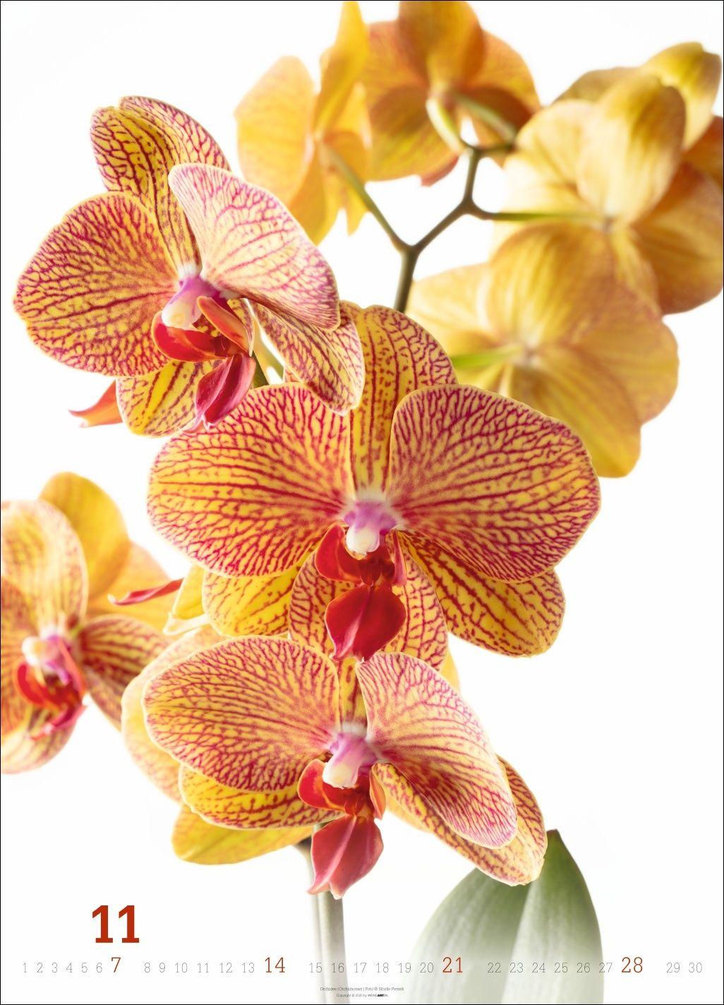 Beispielinhalt (Bild) Blütenbilder Kalender 2027