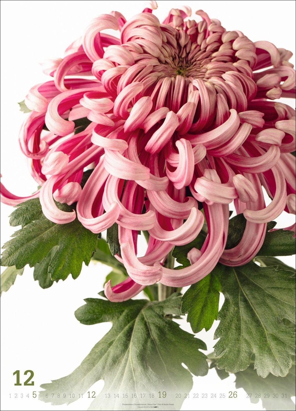 Beispielinhalt (Bild) Blütenbilder Kalender 2027