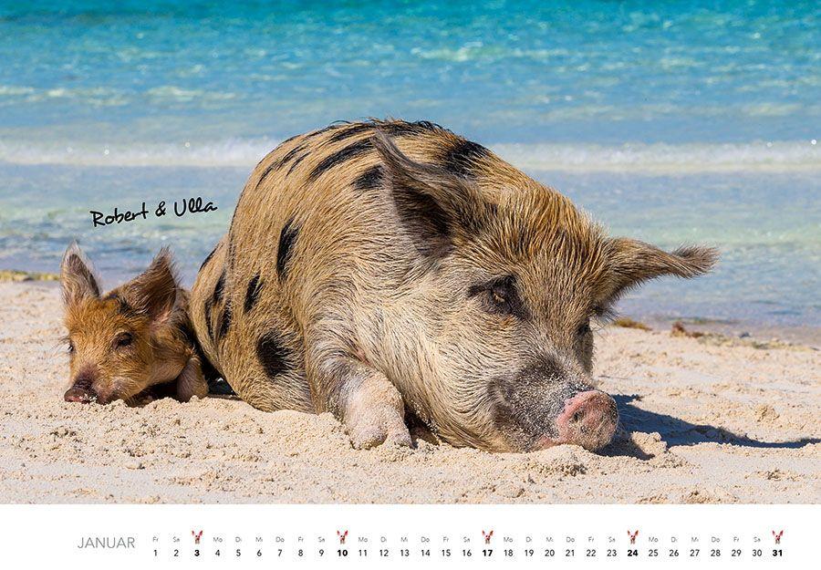 Beispielinhalt (Bild) Schweine Kalender 2027