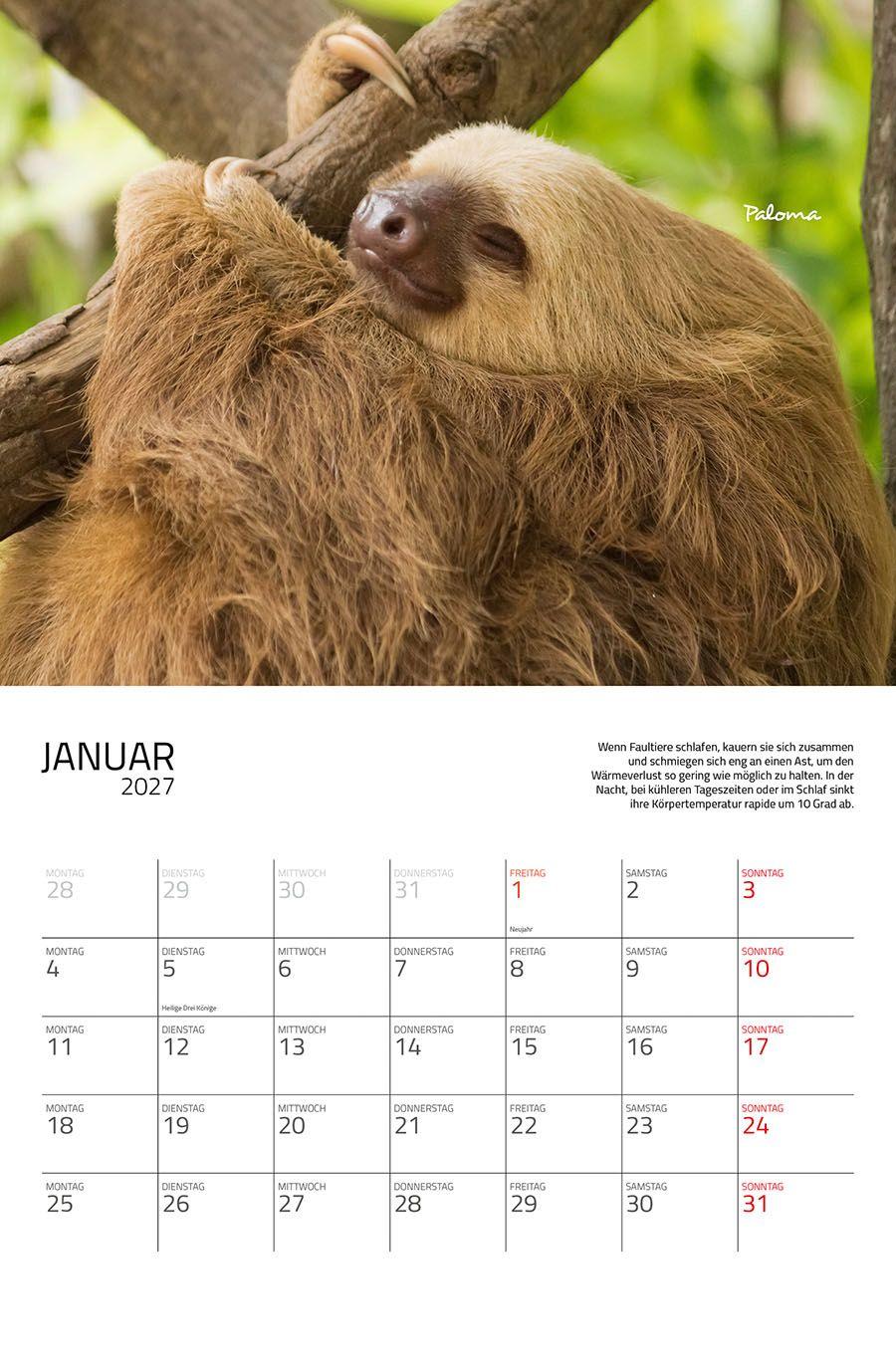 Beispielinhalt (Bild) Faultiere Kalender 2027 Eintragkalender