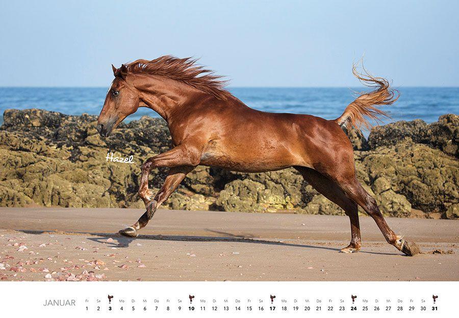 Beispielinhalt (Bild) Pferde Kalender 2027 Wandkalender