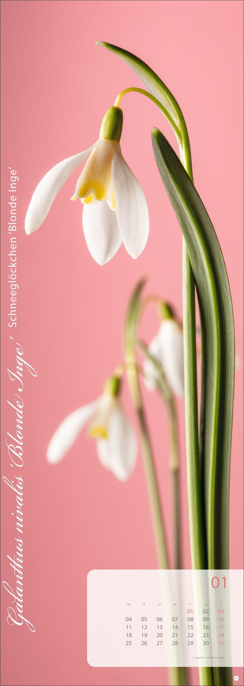 Beispielinhalt (Bild) Magic Flowers Vertical Kalender 2027