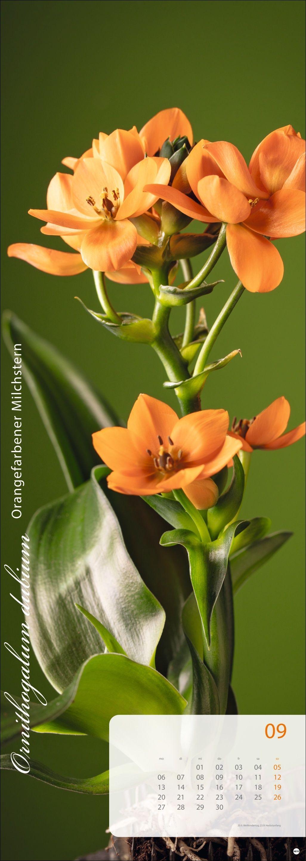 Beispielinhalt (Bild) Magic Flowers Vertical Kalender 2027