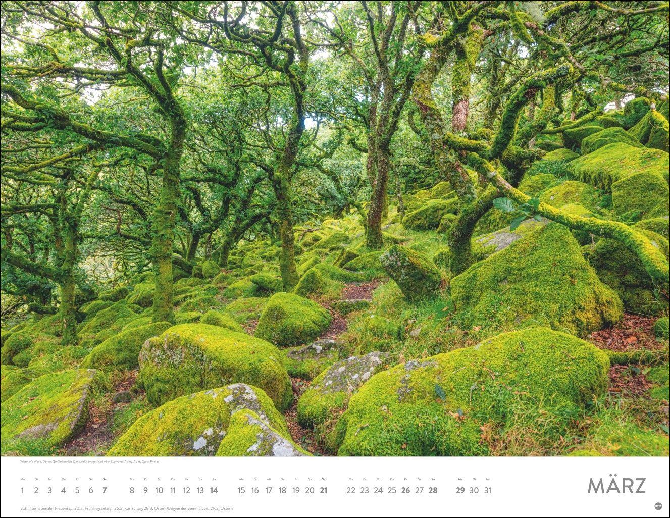 Beispielinhalt (Bild) Schönheit des Waldes Posterkalender 2027