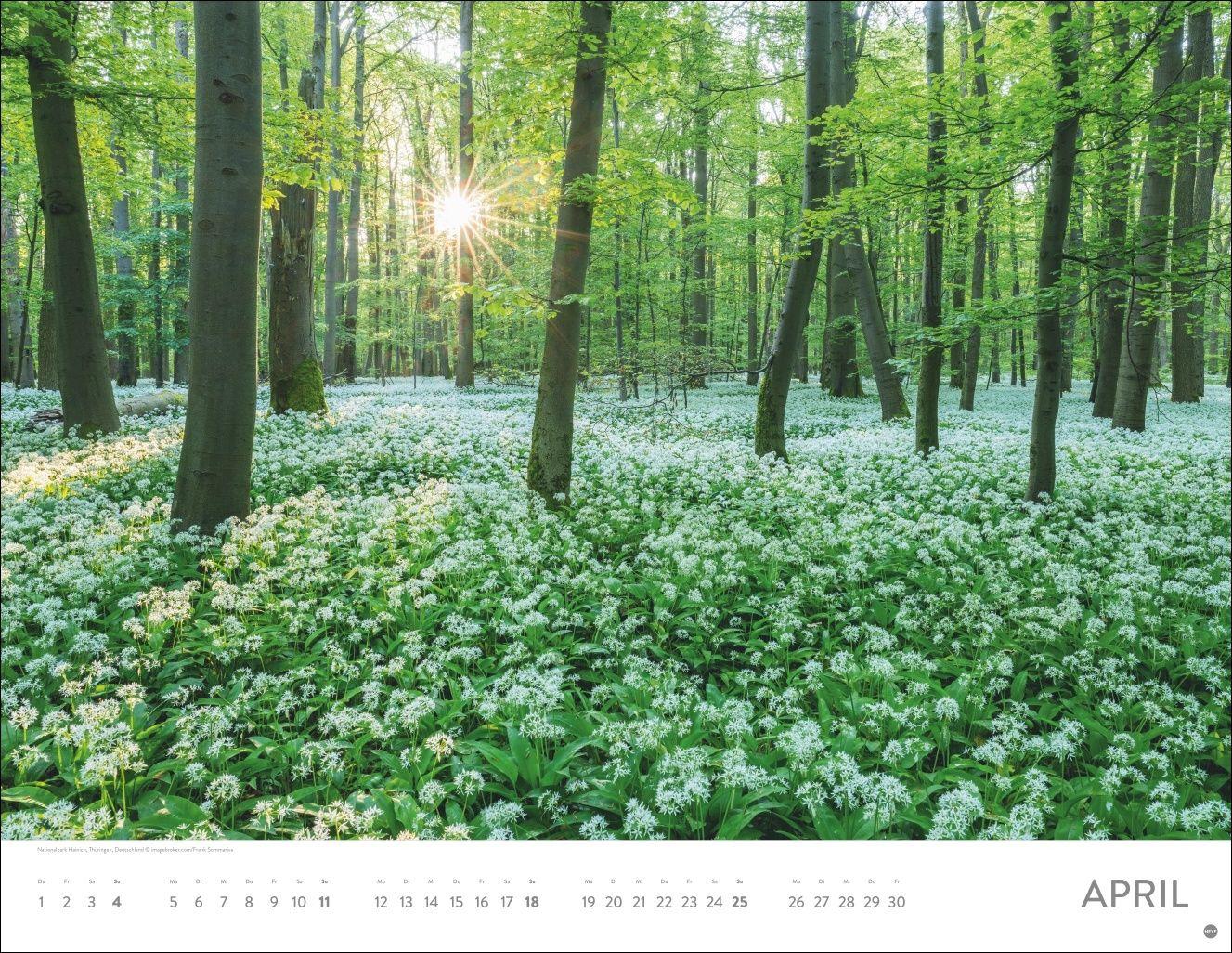 Beispielinhalt (Bild) Schönheit des Waldes Posterkalender 2027