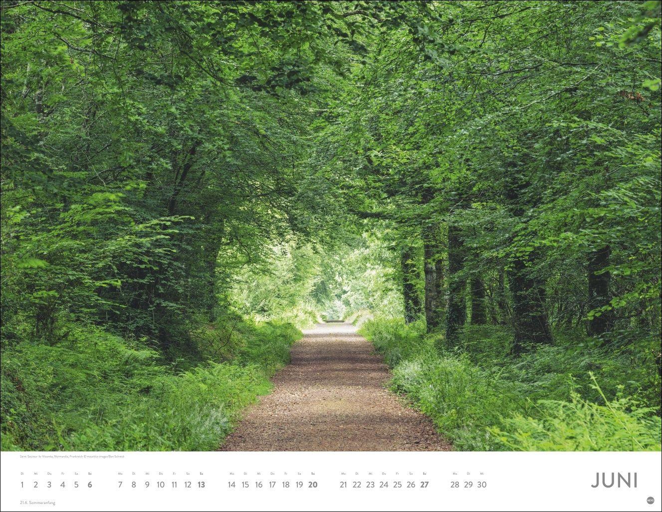 Beispielinhalt (Bild) Schönheit des Waldes Posterkalender 2027
