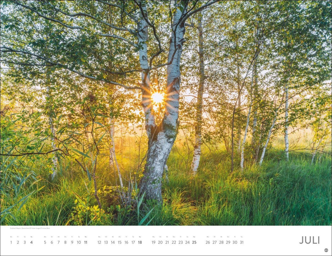 Beispielinhalt (Bild) Schönheit des Waldes Posterkalender 2027