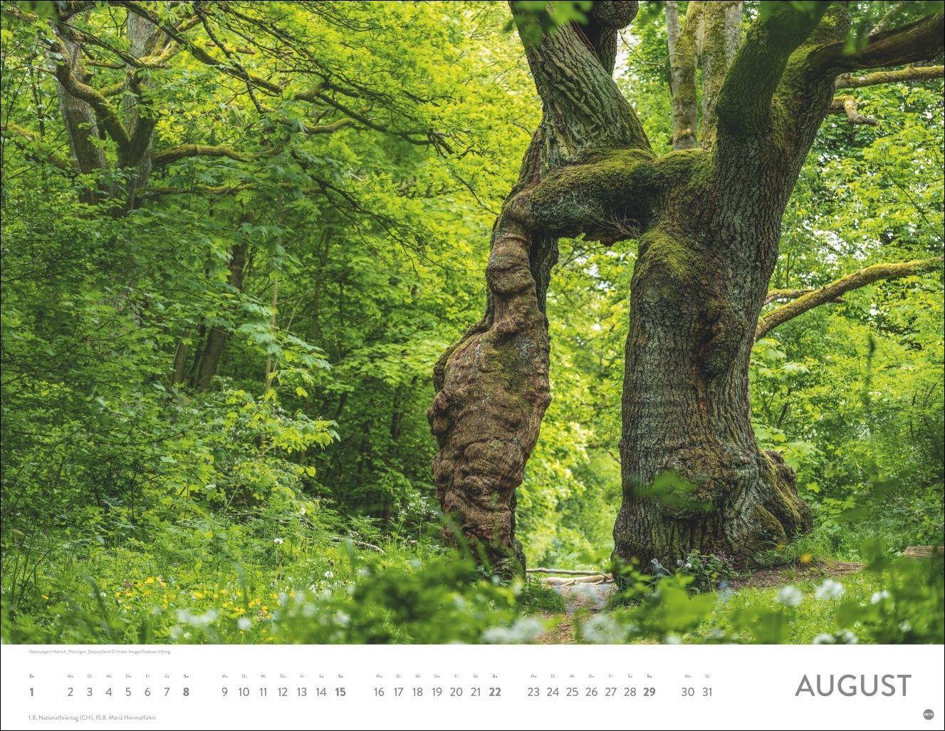 Beispielinhalt (Bild) Schönheit des Waldes Posterkalender 2027