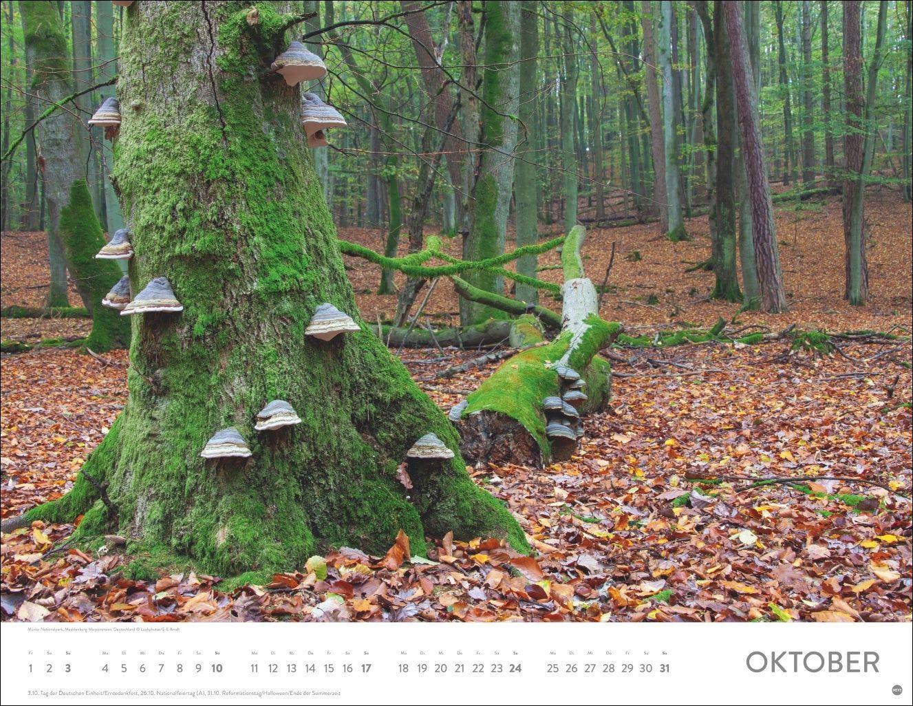 Beispielinhalt (Bild) Schönheit des Waldes Posterkalender 2027