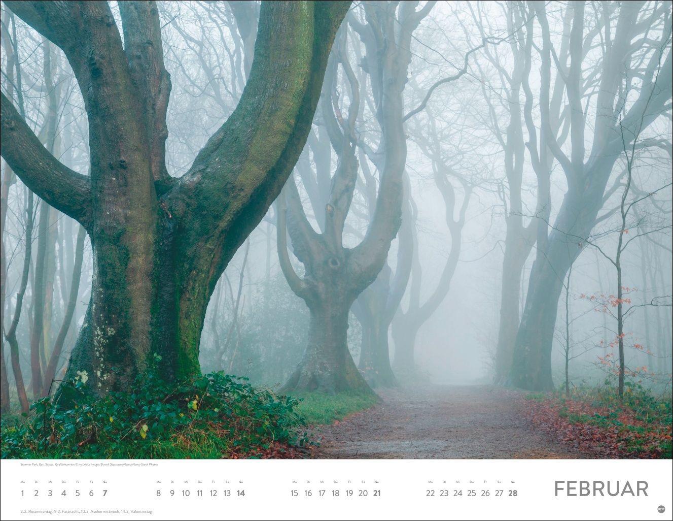 Beispielinhalt (Bild) Schönheit des Waldes Posterkalender 2027